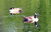 199Geese_napping_-_Shannon_P.jpg