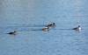 199Hooded_Mergansers.jpg