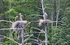 199Wolfeboro_heron_nest2.jpg