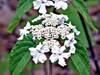 199hobblebush_blossom_web.jpg