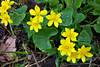 199Marsh_marigolds_1_web.jpg