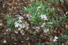 Daphne_Flowers.JPG