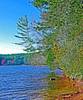 Gravitropism-Manning-Lake.jpg