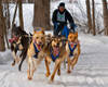 LaconiaSledDogs2.jpg