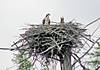 Osprey-on-nest.jpg