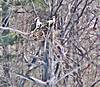 Osprey-pair.jpg