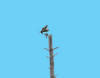 Osprey-with-fish2.jpg