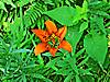 Wood-lily-08.jpg