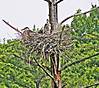 heron-chicks-3.jpg