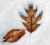 leaf-ice_sculpture.jpg