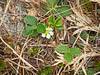 wild-strawberry_2.jpg