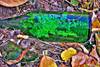 199Fern_in_a_bottle_web.jpg