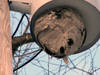 010108hornet-nest.jpg