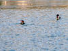 032606-Mergansers-Alton-Bay.jpg