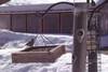 104chickadee_at_feeder_032005.jpg