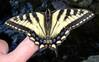 176Eastern_Tiger_Swallowtail_1st.jpg