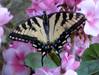 176Eastern_Tiger_Swallowtail_2jpg.jpg