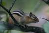 203Chipmunk_082805.jpg