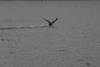 203Loon_takeoff_2_082805.jpg