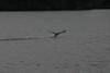 203Loon_takeoff_3_082805.jpg