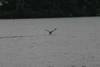 203Loon_takeoff_6_082805.jpg