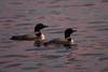 203Loons_watching_the_sunset_081305.jpg