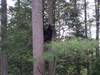 Bear_in_our_Back_Yard_5-18-2005_016.jpg