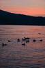 Duck-Night-059-Web-Copy.jpg