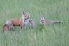 Momma_Fox_with_babies_001-2.jpg