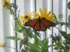 One_last_Monarch_10-706_LSP.jpg