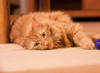 Rusty_1800.jpg Rusty_1800.jpg