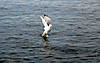 Winnipesaukee_04_428.jpg