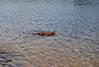 jakesfirstswim3.jpg