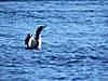 loon11.JPG