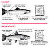 salmon_v_browntrout_200dpi.jpg