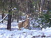 winter_pics_077.jpg