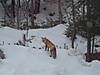 winter_pics_184.jpg