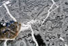 Steamboat-Island-Ice-Eggs-AsWm.jpg
