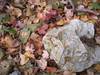 1118Fall_Decor.JPG
