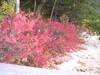 1118Fall_s_other_red.JPG