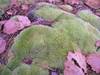 1118moss2.JPG