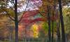 1124fall_foliage_at_Ellacoya.jpg