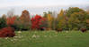 CowFieldFoliage_2820sml.jpg