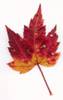 Leaf_3.JPG