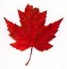 Leaf_4.JPG