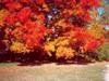 Merediths_Autumn_Gold.JPG