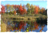 Rt11_foliage_1873_sml.jpg