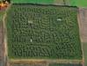 CornMaze_3635AsW.jpg