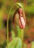 Lady_Slippers_2012_1.jpg