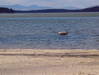 Lake_Winnipesaukee_Ice_Out_In_Progress.JPG